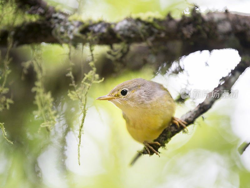 黄莺(Setophaga Petechia)加拉帕戈斯种族，圣克鲁斯岛，加拉帕戈斯群岛，厄瓜多尔